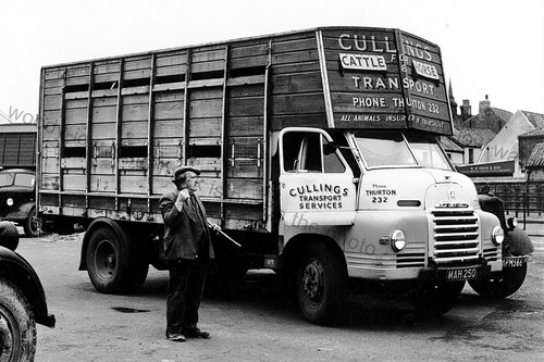 Cv327 cullins cattle horse - cv327,