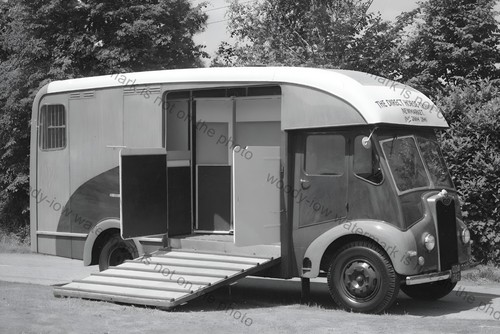 Cv137 the direct horse - cv137,